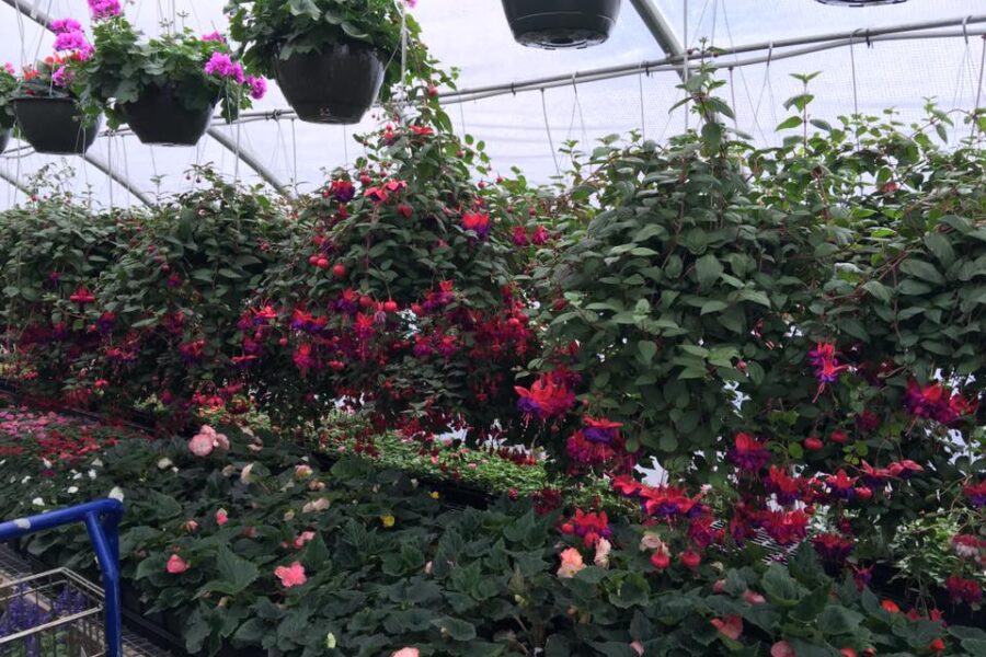 Hanging Baskets