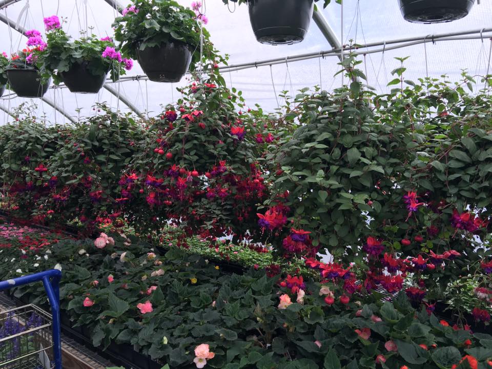 Hanging Baskets