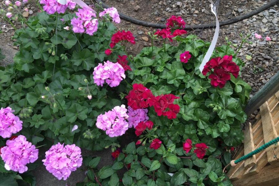 Geraniums