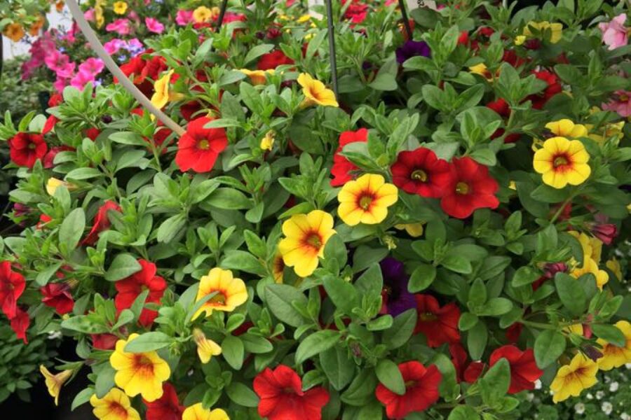 Hanging Baskets