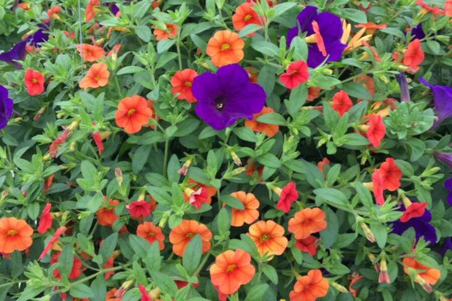 Hanging Baskets