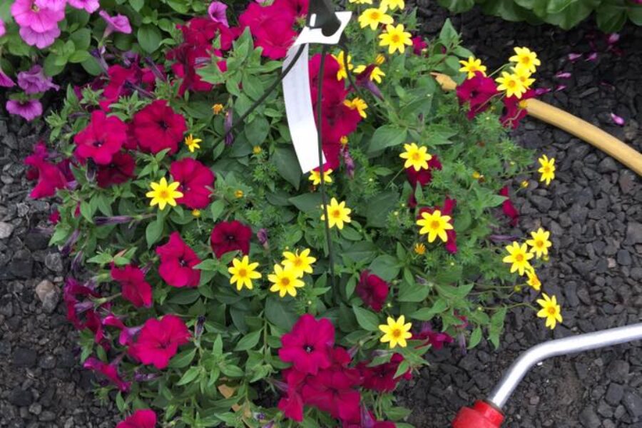 Hanging Baskets