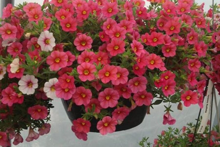 Hanging Baskets