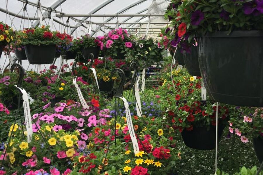 Hanging Baskets