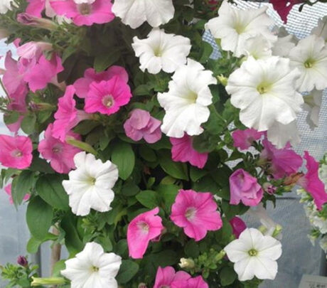 petunias