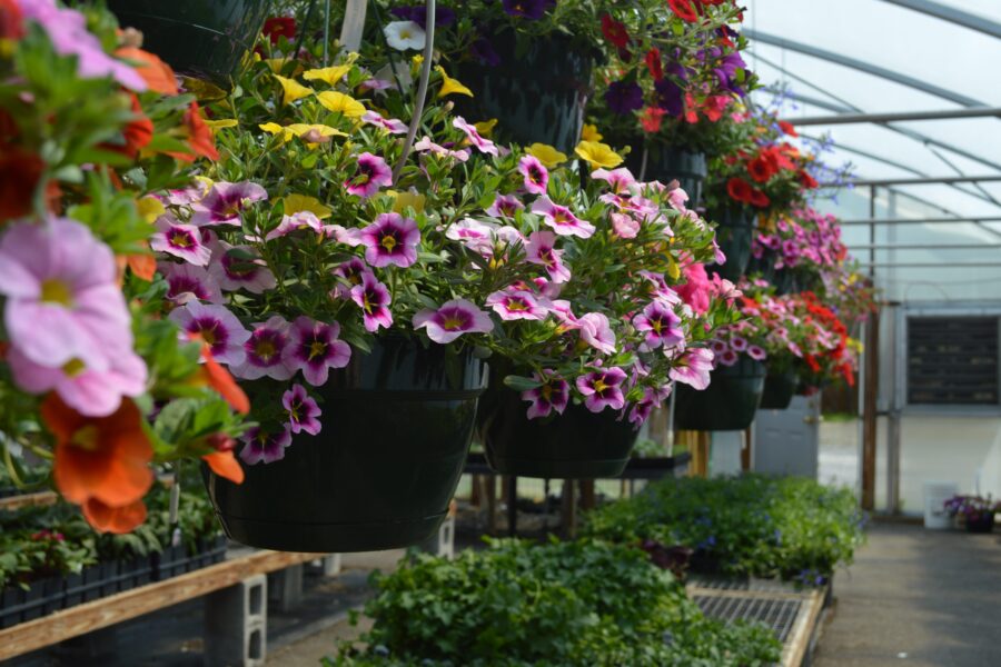 Hanging Baskets